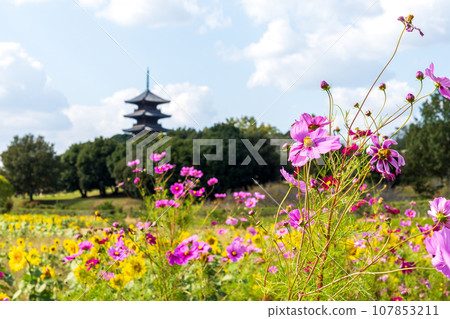 Beautiful autumn scenery of Bicchu branch temple in Soja city, Okayama prefecture, Japan 107853211