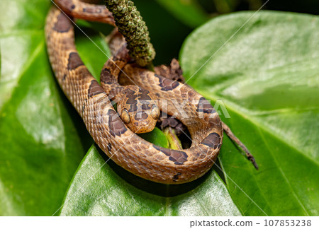 Small-spotted Cat-eyed Snake, Leptodeira polysticta, Tortuguero, Costa Rica Small-spotted Cat-eyed Snake, Leptodeira polysticta, Tortuguero, Costa Rica 107853238