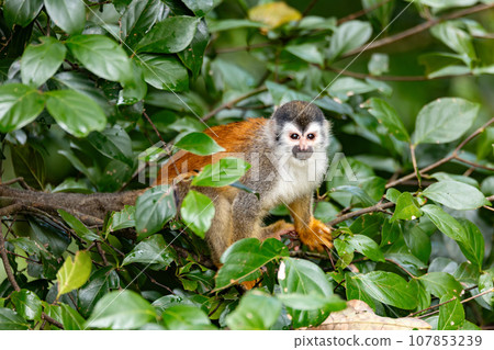 Central American squirrel monkey, Saimiri oerstedii, Quepos, Costa Rica wildlife 107853239