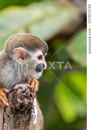 Central American squirrel monkey, Saimiri oerstedii, Quepos, Costa Rica wildlife Central American squirrel monkey, Saimiri oerstedii, Quepos, Costa Rica wildlife 107853240