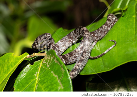 Clouded snake (Sibon nebulatus), Tortuguero, Costa Rica wildlife 107853253
