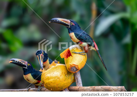 Collared aracari, Pteroglossus torquatus. Bird in the toucan family. Tortuguero, Wildlife and birdwatching in Costa Rica. 107853257