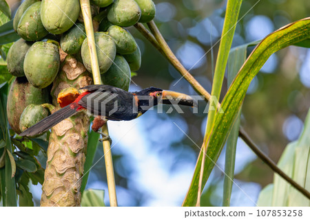 Collared aracari, Pteroglossus torquatus. Bird in the toucan family. Tortuguero, Wildlife and birdwatching in Costa Rica. 107853258