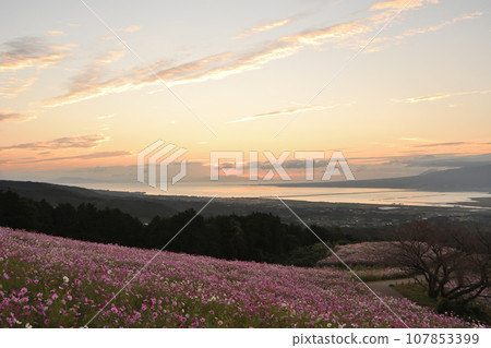 Shirakimine Plateau in the early morning 107853399