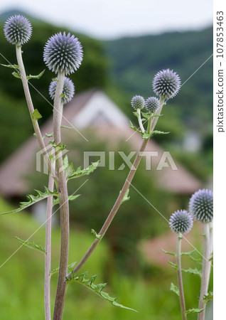 Higotai old folk house Mikawachi, Hiwacho Higotai old folk house Mikawachi, Hiwacho 107853463