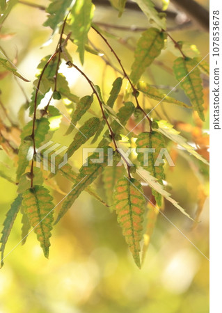 Natural plant Zelkova, mid-October. A unique pattern appears on the leaves that are starting to change color. Natural plant Zelkova, mid-October. A unique pattern appears on the leaves that are starting to change color. 107853678