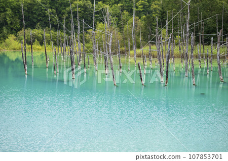 "Shirokane Blue Pond" in Biei, Hokkaido "Shirokane Blue Pond" in Biei, Hokkaido 107853701