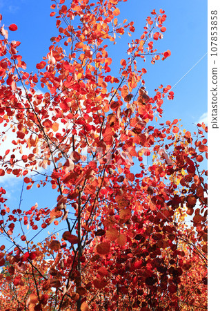 red leaves of asp in the autumn 107853858