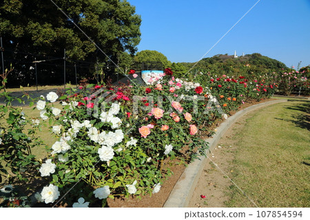 Arao City Ominous Citizen Flower Bed Rose Flower, 107854594