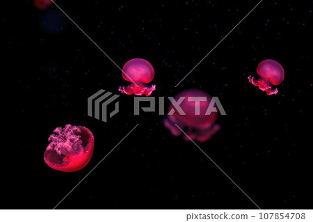 macro photography underwater rhizostoma luteum jellyfish 107854708