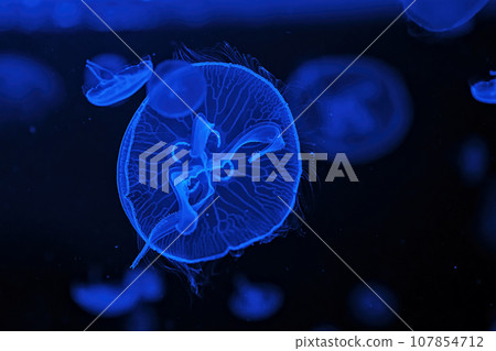 Shooting macro Jellyfish Aurelia Aurita underwater Shooting macro Jellyfish Aurelia Aurita underwater 107854712