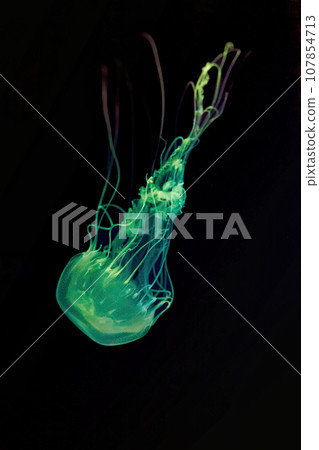 Macro shot of Chrysaora quinquecirrha underwater 107854713