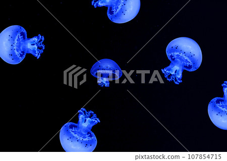 Shooting macro Jellyfish Spotted Lagoon underwater 107854715