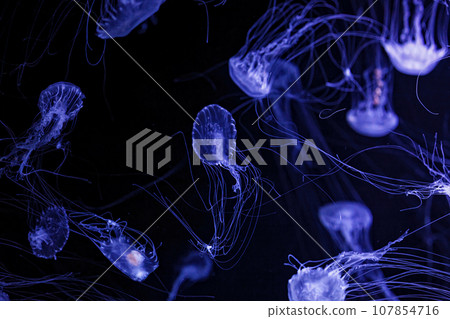 Macro shot of Chrysaora quinquecirrha underwater 107854716