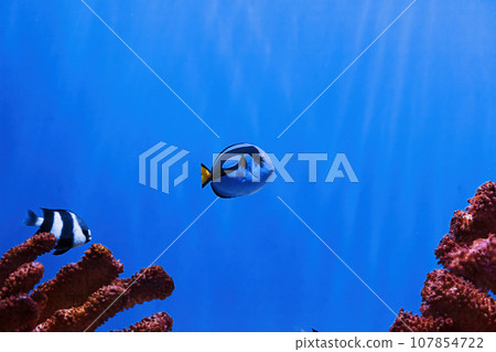 macro photography underwater paracanthurus hepatus 107854722