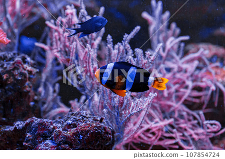 macro photography underwater Amphiprion clarkii, Yellowtail clownfish macro photography underwater Amphiprion clarkii, Yellowtail clownfish 107854724