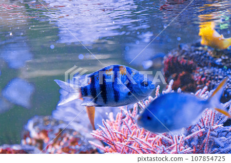 Underwater shot of fish Abudefduf saxatilis 107854725