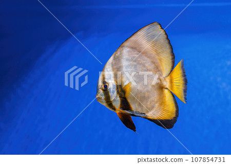 Underwater shot of fish Platax orbicularis 107854731