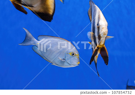 Underwater shot of fish Acanthurus mata Underwater shot of fish Acanthurus mata 107854732