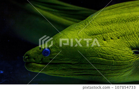 Underwater shot of fish Gymnothorax funebris Underwater shot of fish Gymnothorax funebris 107854733