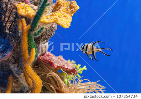 Underwater shot of Pterapogon kauderni fish 107854734