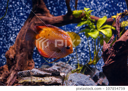 Underwater shot of Symphysodon fish 107854739