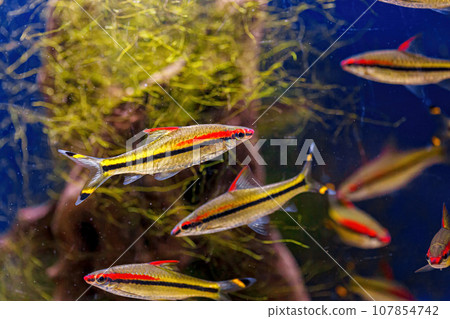 Underwater shot of the Sahyadria denisonii fish Underwater shot of the Sahyadria denisonii fish 107854742