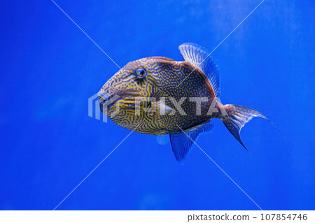 Underwater shot of Pseudobalistes fuscus fish 107854746
