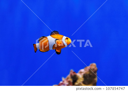 Underwater shot of fish Amphiprion ocellaris Underwater shot of fish Amphiprion ocellaris 107854747