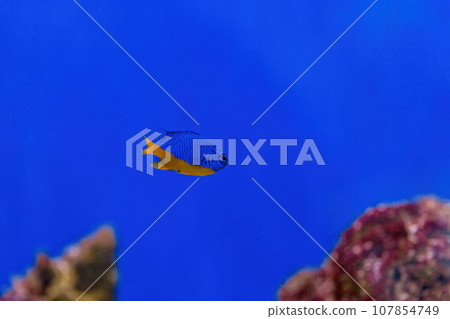 Underwater shot of fish Chrysiptera hemicyanea 107854749