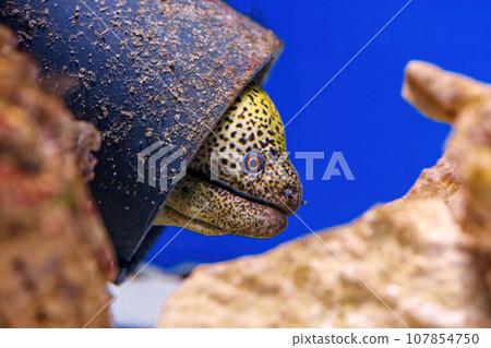 Underwater shot of Gymnothorax favagineus fish Underwater shot of Gymnothorax favagineus fish 107854750