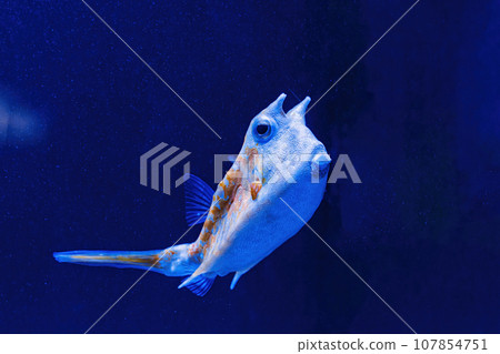 Underwater shot of fish Lactoria cornuta Underwater shot of fish Lactoria cornuta 107854751