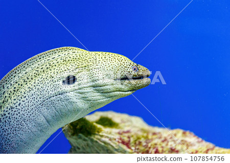 Underwater shot of fish Gymnothorax funebris Underwater shot of fish Gymnothorax funebris 107854756