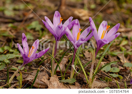 Purple beautiful blooming crocuses in spring against the background of grass 107854764