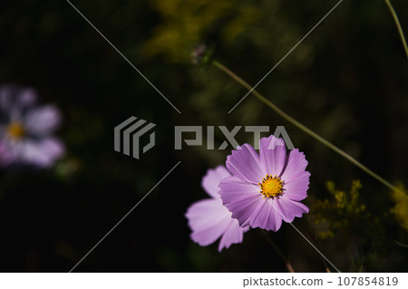 Scenery with cosmos 107854819