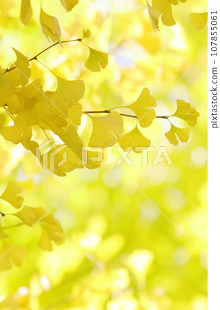 Close-up of the ginkgo biloba Close-up of the ginkgo biloba 107855061
