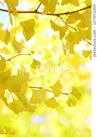 銀杏樹的特寫鏡頭 銀杏樹的特寫鏡頭 107855064
