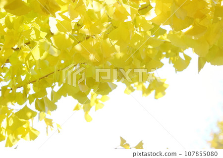 黃色的銀杏葉【天空背景】【白色背景】 107855080