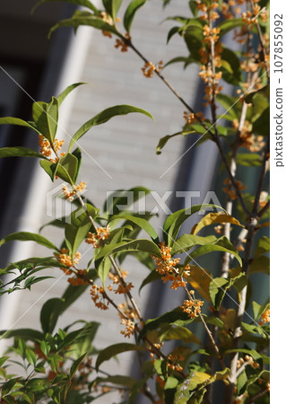 桂花 桂花 107855092