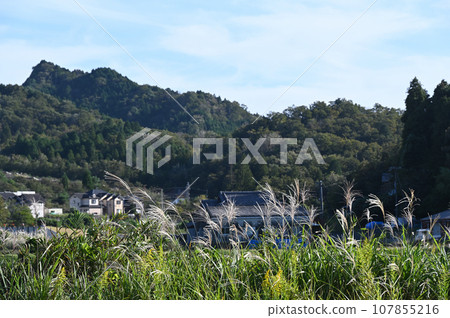 Scenery with pampas grass in Shigaraki 107855216