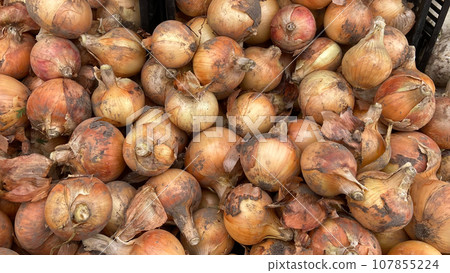 onions  107855224
