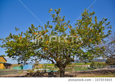 Taste of autumn - persimmons Taste of autumn - persimmons 107855603