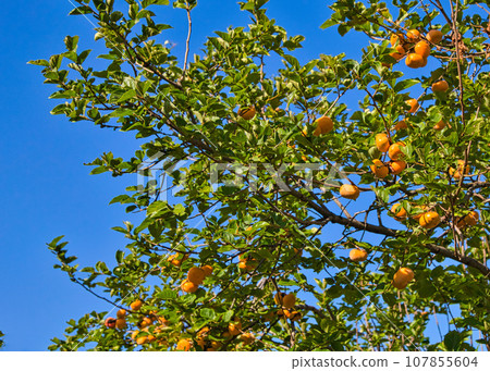 Taste of autumn - persimmons 107855604