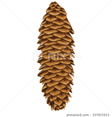 Big fir cone. Christmas and New Year pinecone isolated Big fir cone. Christmas and New Year pinecone isolated 107855813