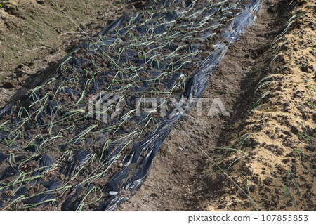 Planting very early onions Planting very early onions 107855853