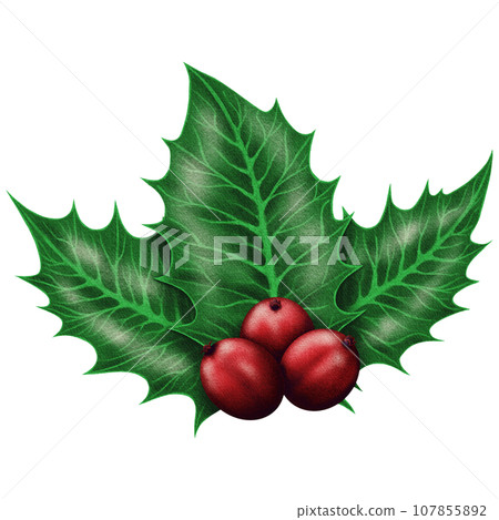 Cute Realistic christmas holly with three berries Cute Realistic christmas holly with three berries 107855892