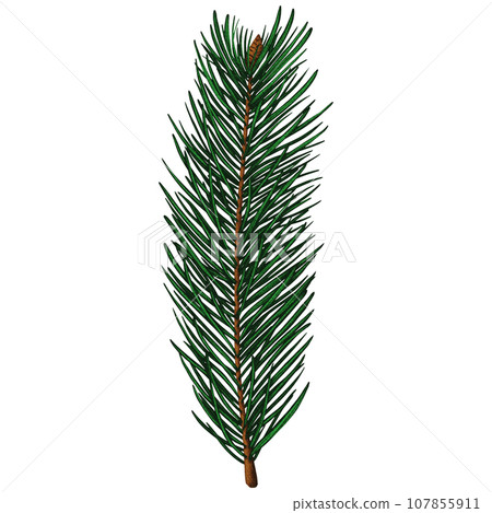 Cute realistic spruce branch with one small cone 107855911