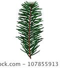 Cute realistic spruce branch with three small cones. 107855913