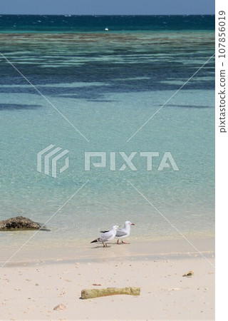 New Caledonia Amedee Island Amedee Island New Caledonia Amedee Island Amedee Island 107856019