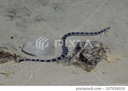 New Caledonia, Amedee Island, gentle sea snake New Caledonia, Amedee Island, gentle sea snake 107856020